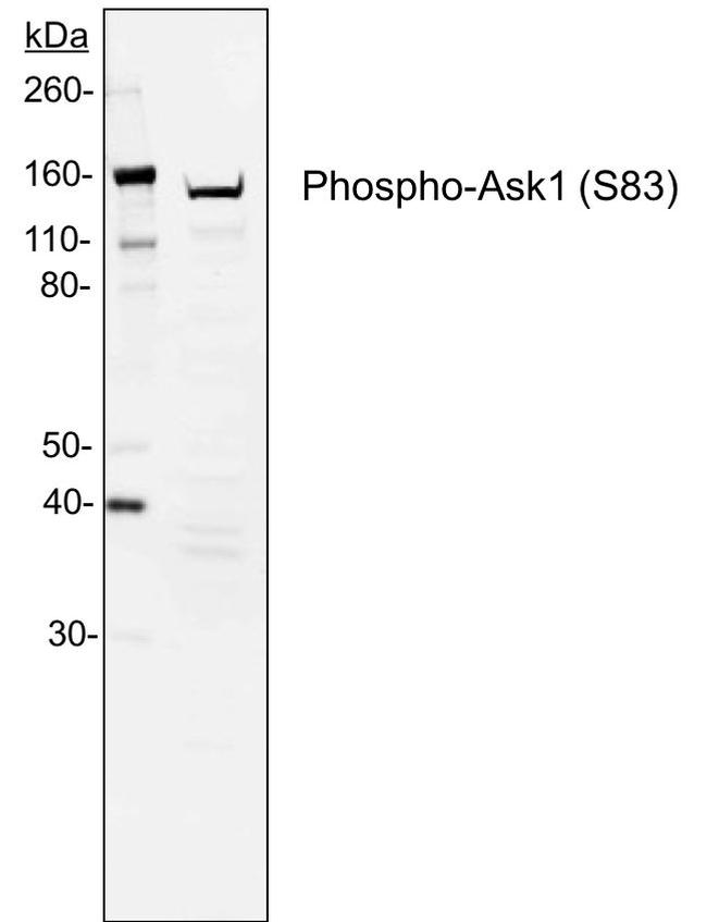 Phospho-Ask1 (Ser83) Antibody in Western Blot (WB)