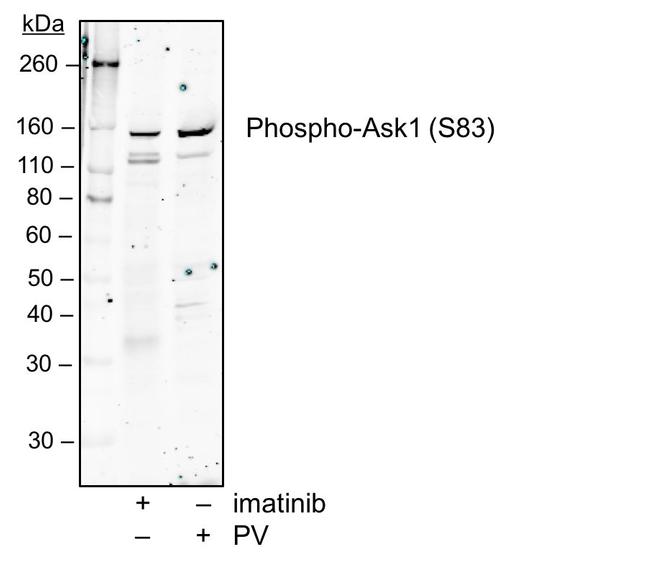 Phospho-Ask1 (Ser83) Antibody in Western Blot (WB)