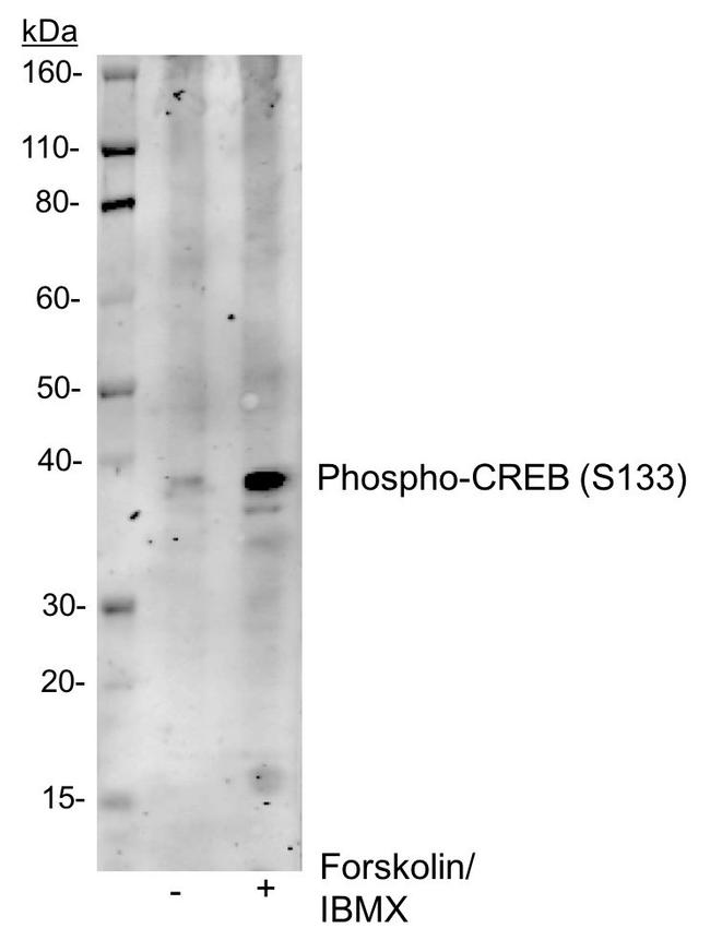 Phospho-CREB (Ser133) Antibody in Western Blot (WB)