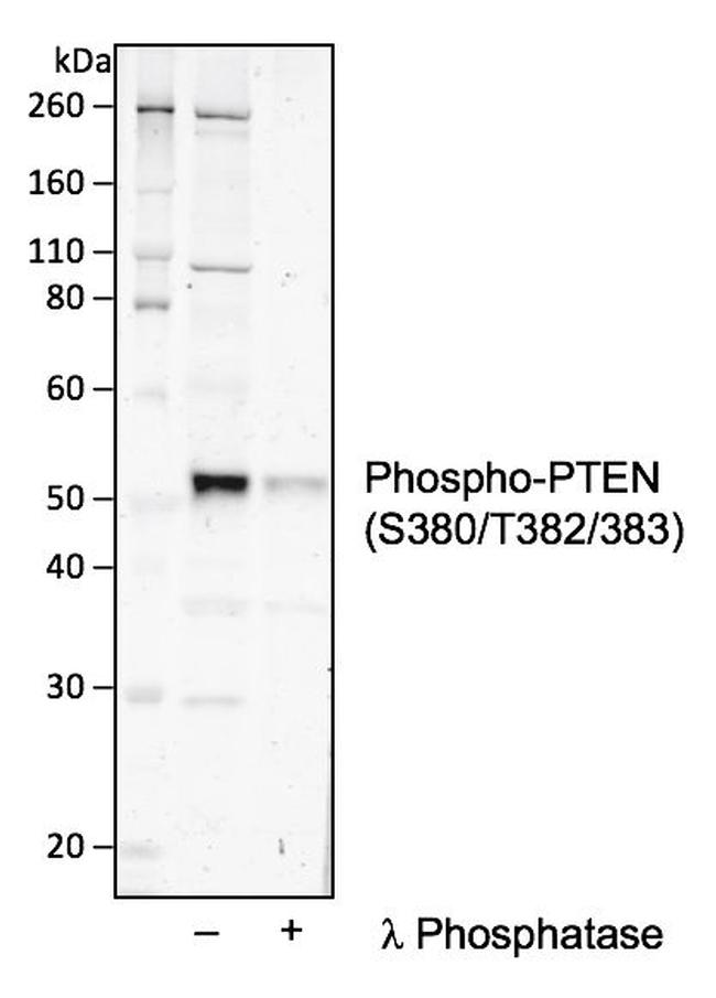 Phospho-PTEN (Ser380, Thr382, Thr383) Antibody in Western Blot (WB)