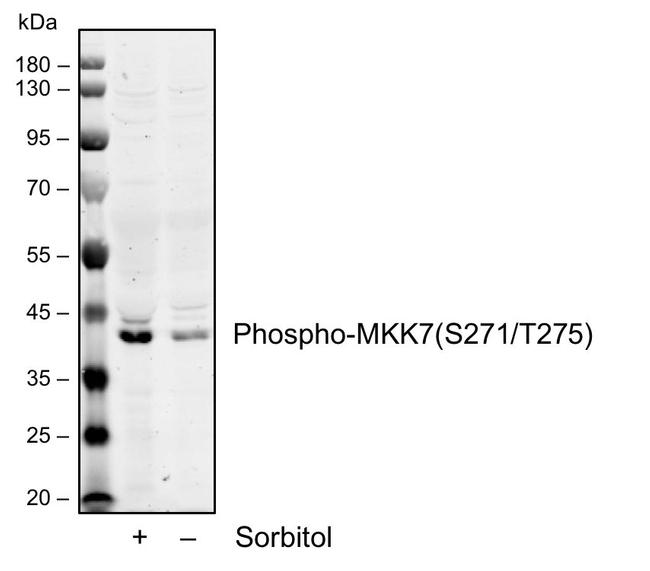Phospho-MKK7 (Ser271, Thr275) Antibody in Western Blot (WB)