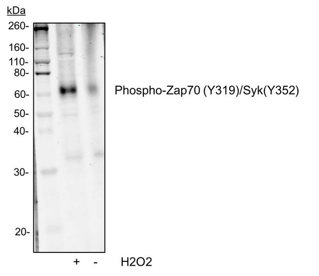 Phospho-ZAP70/Syk (Tyr319, Tyr352) Antibody in Western Blot (WB)