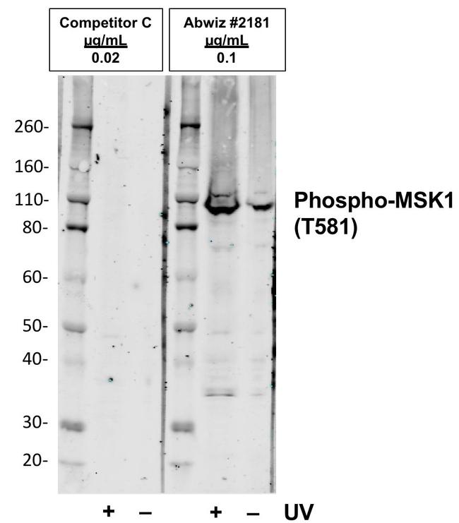 Phospho-MSK1 (Thr581) Antibody in Western Blot (WB)