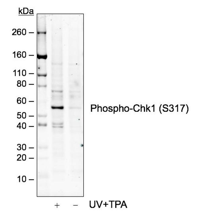 Phospho-Chk1 (Ser317) Antibody in Western Blot (WB)