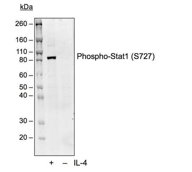 Phospho-Stat1 (Ser727) Antibody in Western Blot (WB)
