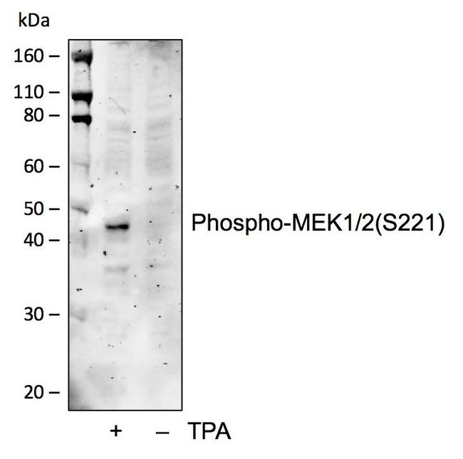 Phospho-MEK1/MEK2 (Ser221) Antibody in Western Blot (WB)