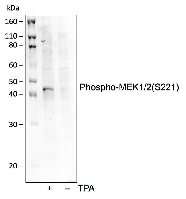 Phospho-MEK1/MEK2 (Ser221) Antibody in Western Blot (WB)