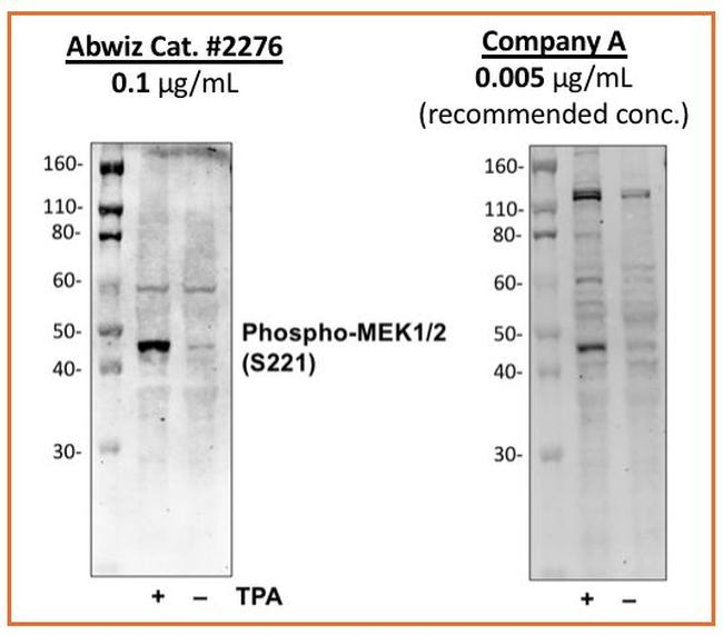 Phospho-MEK1/MEK2 (Ser221) Antibody in Western Blot (WB)