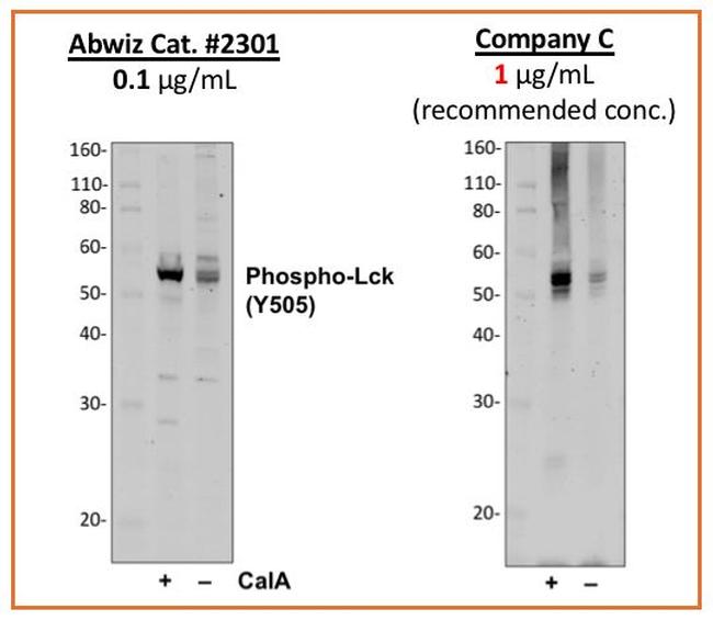 Phospho-Lck (Tyr505) Antibody in Western Blot (WB)