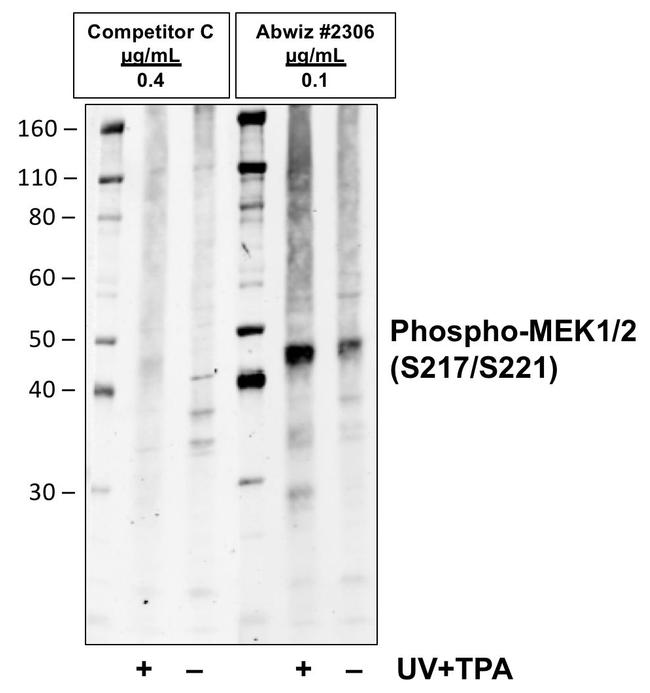 Phospho-MEK1/MEK2 (Ser217, Ser221) Antibody in Western Blot (WB)