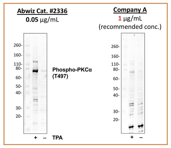 Phospho-PKC alpha (Thr497) Antibody in Western Blot (WB)