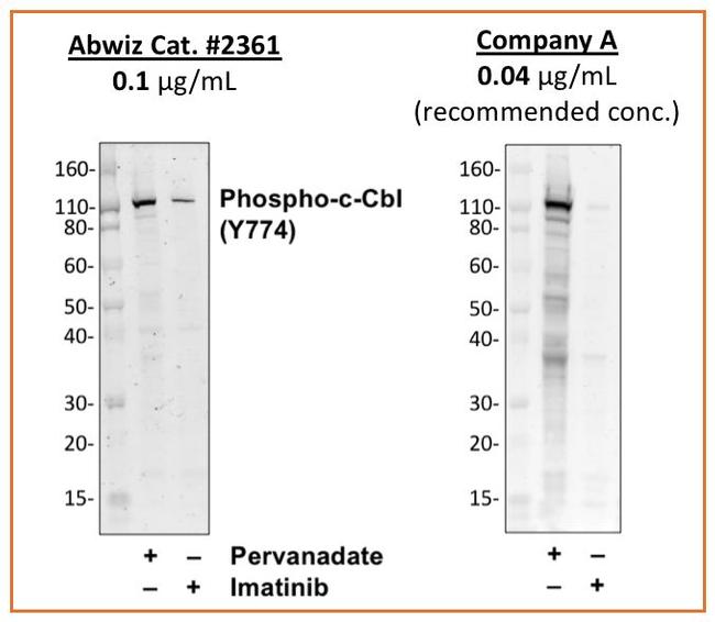 Phospho-c-Cbl (Tyr774) Antibody in Western Blot (WB)