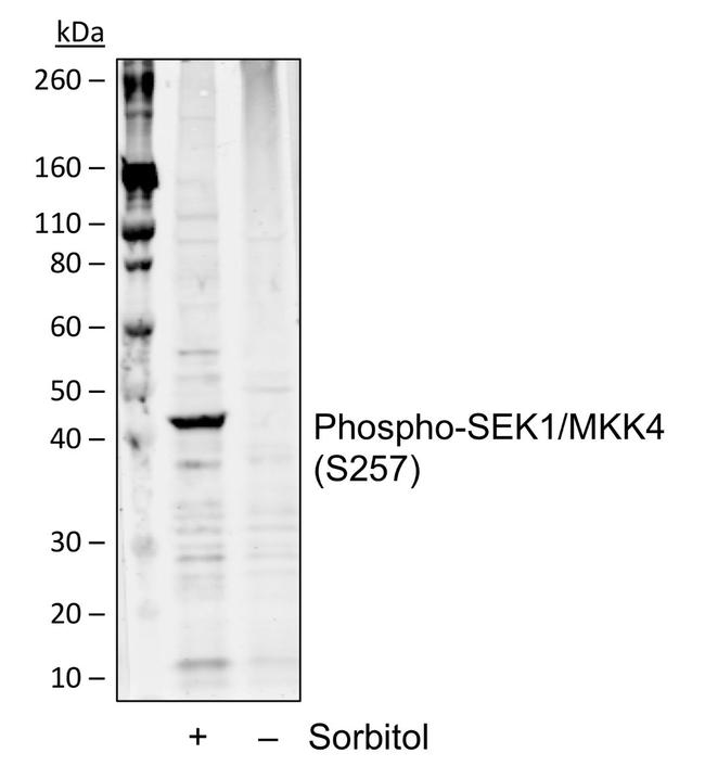 Phospho-MAP2K4 (Ser257) Antibody in Western Blot (WB)