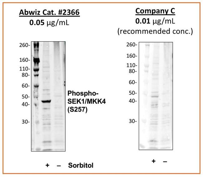 Phospho-MAP2K4 (Ser257) Antibody in Western Blot (WB)