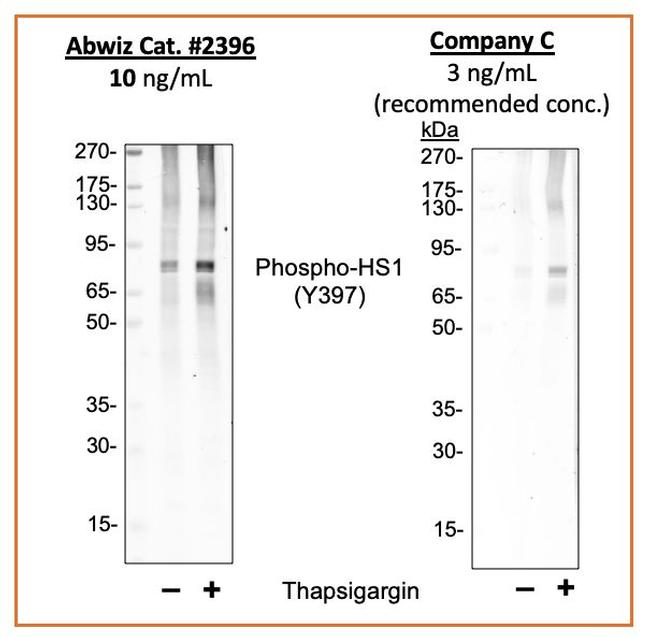 Phospho-HCLS1 (Tyr397) Antibody in Western Blot (WB)