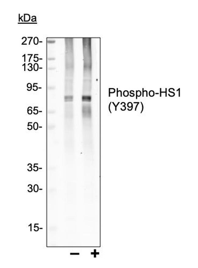 Phospho-HCLS1 (Tyr397) Antibody in Western Blot (WB)