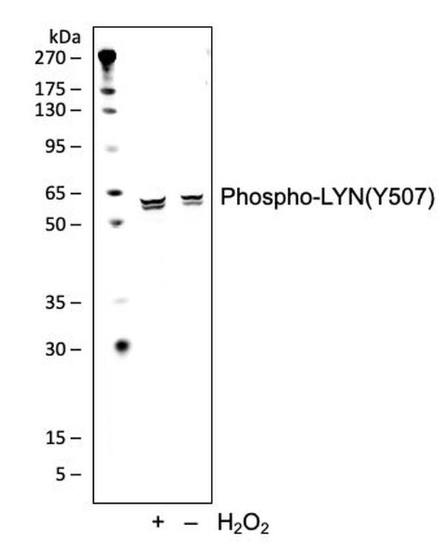 Phospho-Lyn (Tyr507) Antibody in Western Blot (WB)