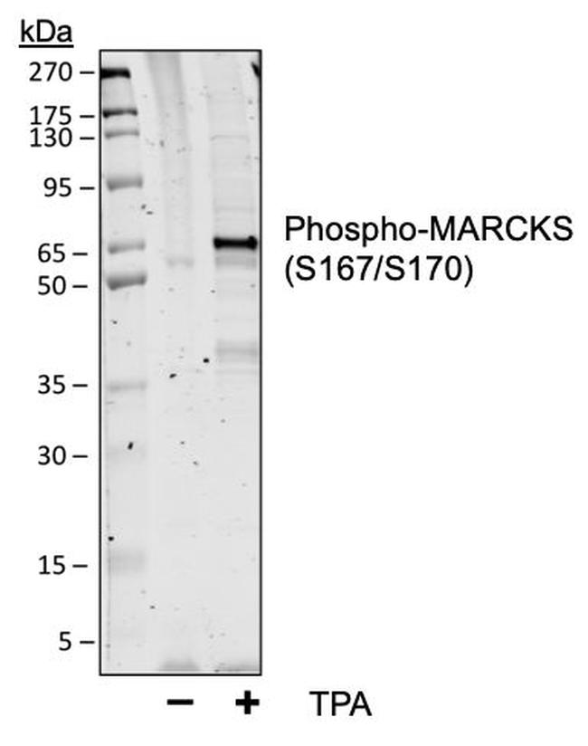 Phospho-MARCKS (Ser167, Ser170) Antibody in Western Blot (WB)