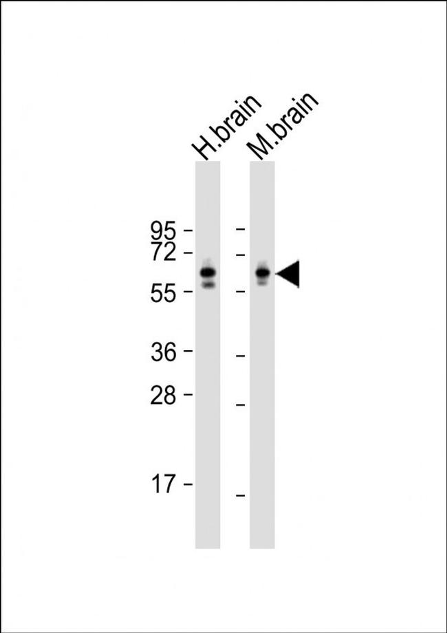 CRMP2 Antibody in Western Blot (WB)