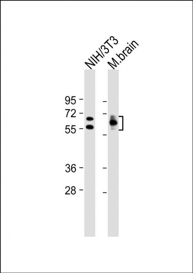 CRMP2 Antibody in Western Blot (WB)