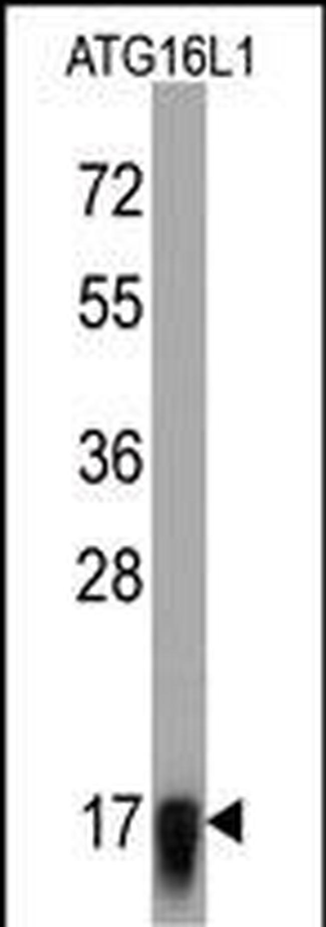 ATG16L1 Antibody in Western Blot (WB)