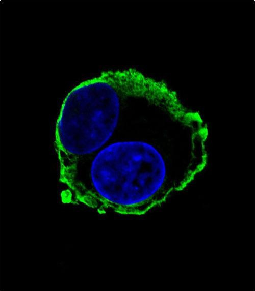 MMP14 Antibody in Immunocytochemistry (ICC/IF)