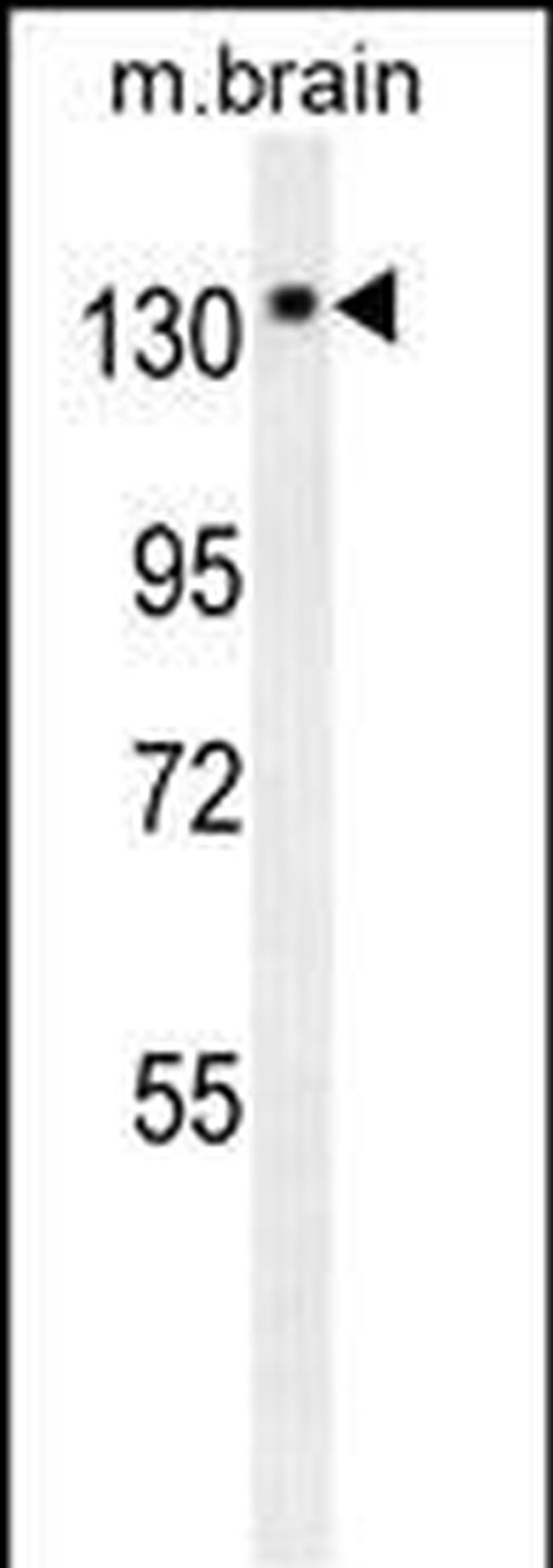 TrkA Antibody in Western Blot (WB)