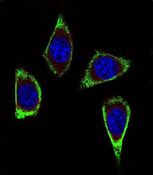 RET Antibody in Immunocytochemistry (ICC/IF)