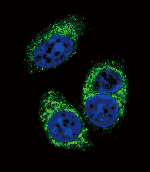 TGF beta-2 Antibody in Immunocytochemistry (ICC/IF)