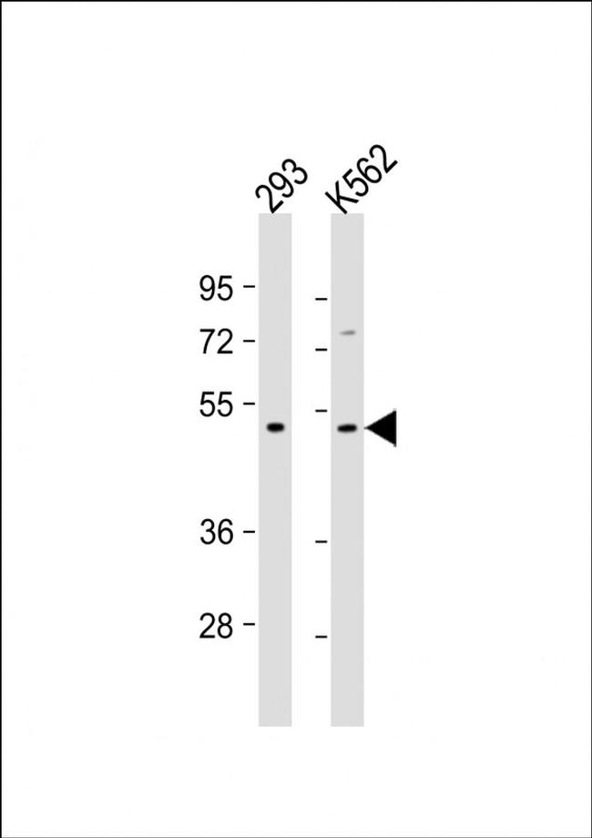 TGF beta-2 Antibody in Western Blot (WB)