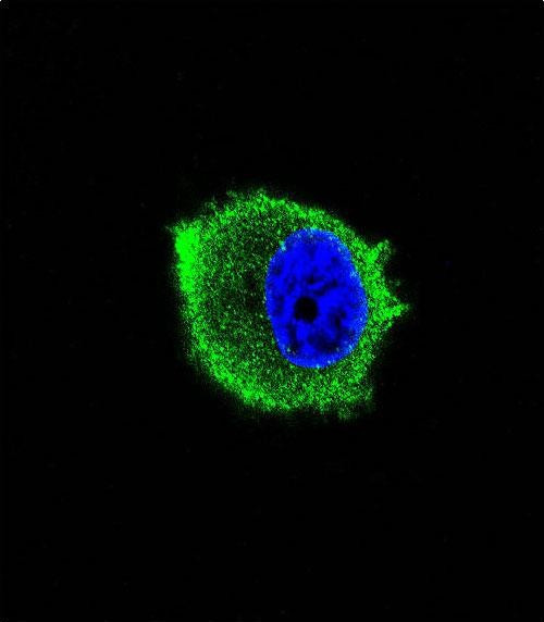 TRAF2 Antibody in Immunocytochemistry (ICC/IF)