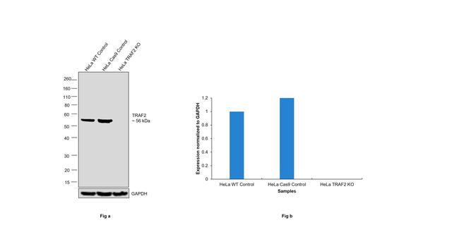 TRAF2 Antibody