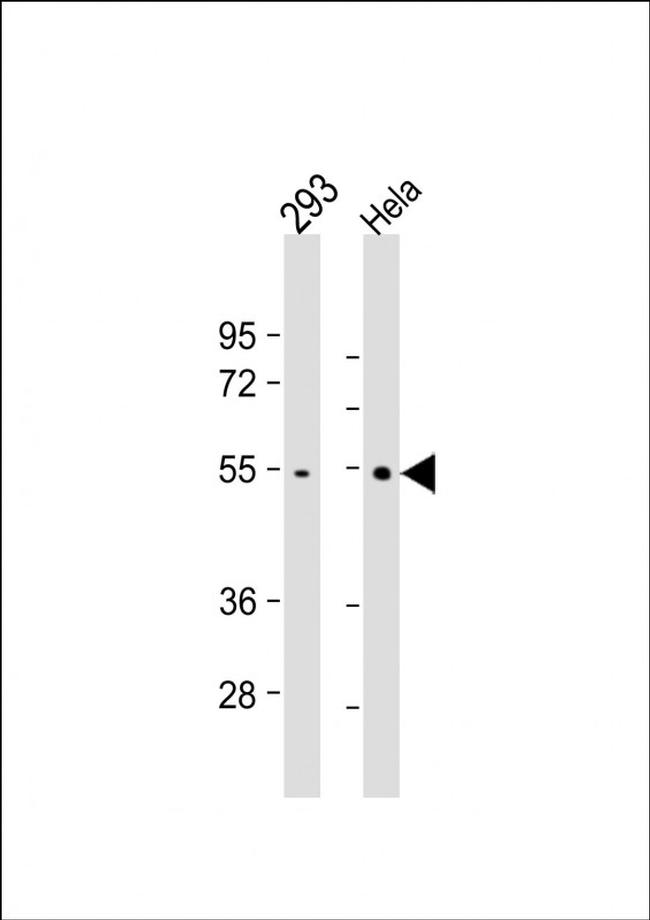 TRAF2 Antibody in Western Blot (WB)