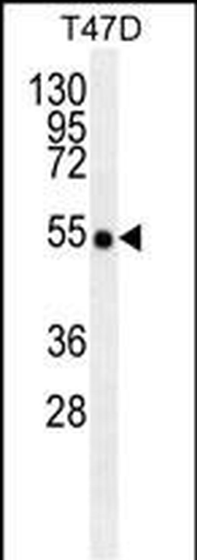 TRAF2 Antibody in Western Blot (WB)