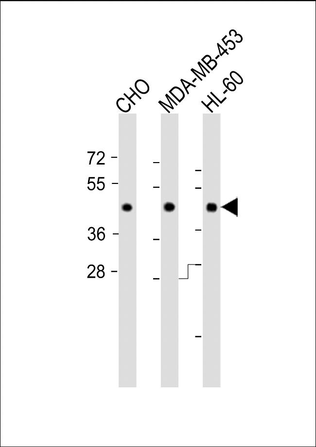 DPF2 Antibody in Western Blot (WB)