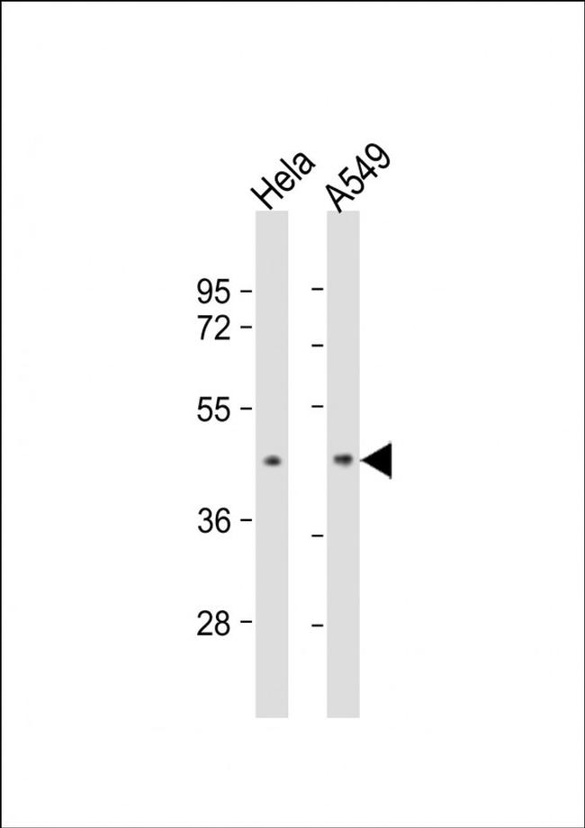 BMI-1 Antibody in Western Blot (WB)