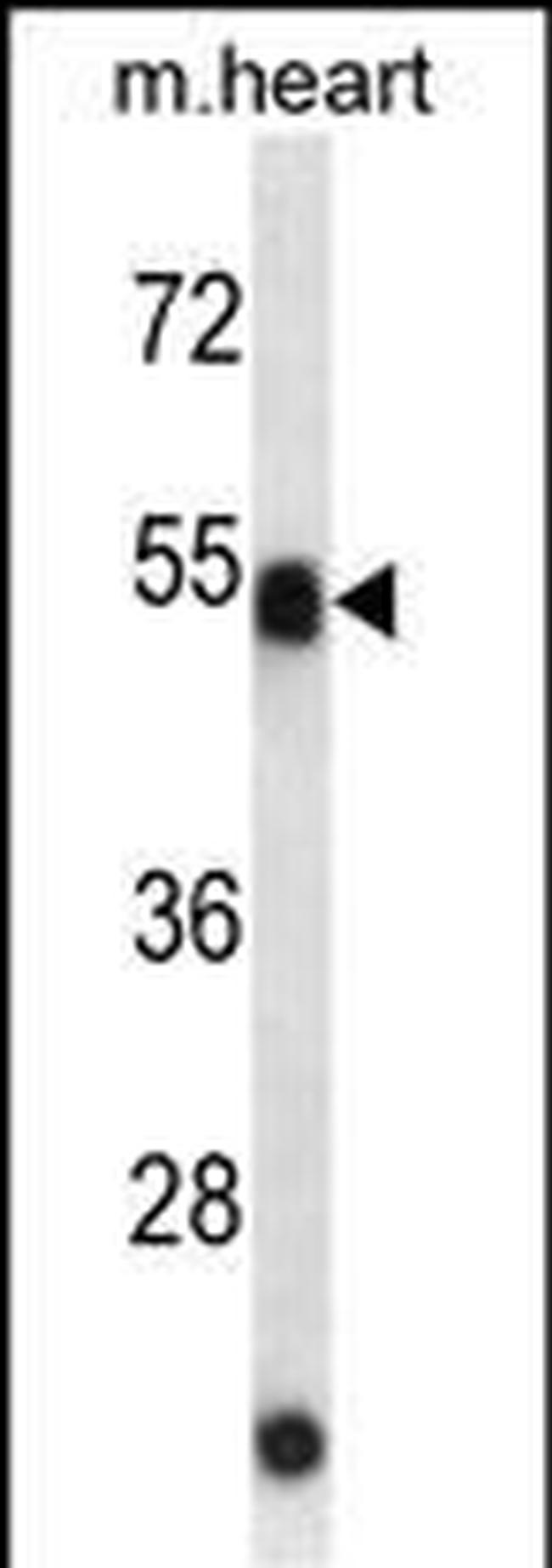 ATG4C Antibody in Western Blot (WB)