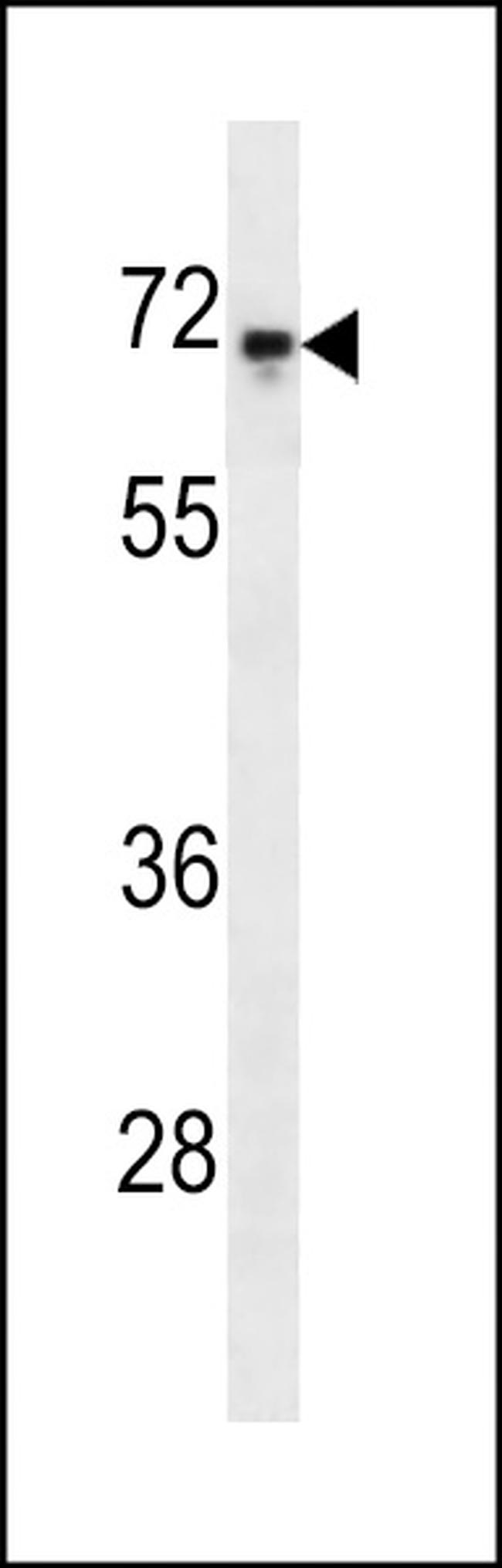 c-Rel Antibody in Western Blot (WB)