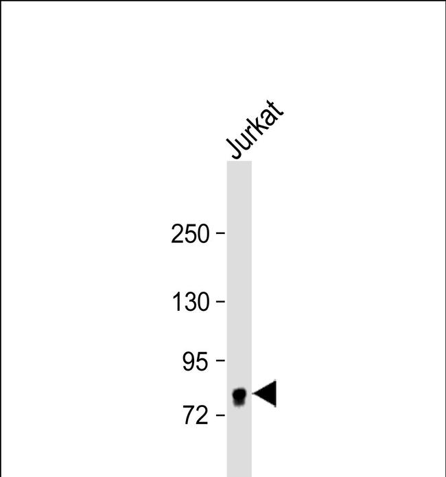 eIF4B Antibody in Western Blot (WB)