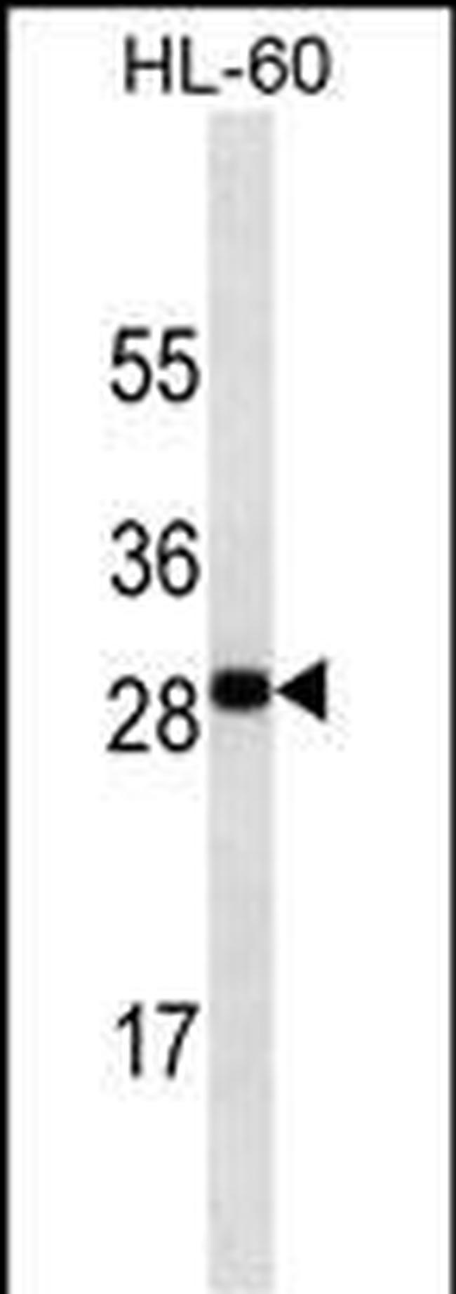 OX40L Antibody in Western Blot (WB)