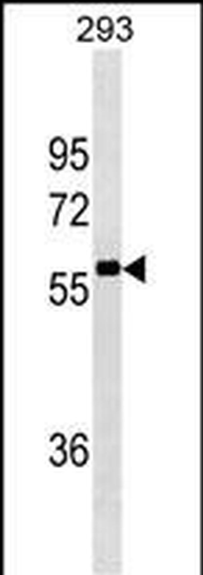 NCOA4 Antibody in Western Blot (WB)