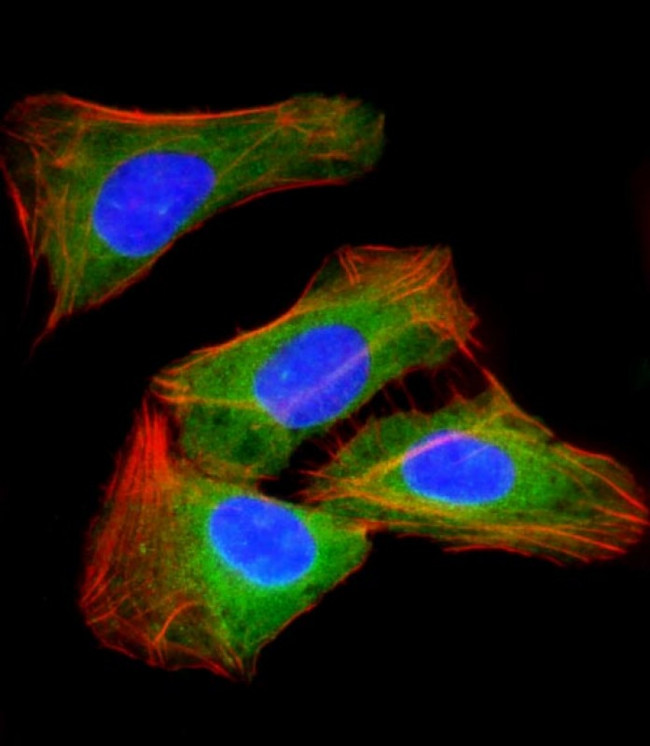 RAB23 Antibody in Immunocytochemistry (ICC/IF)