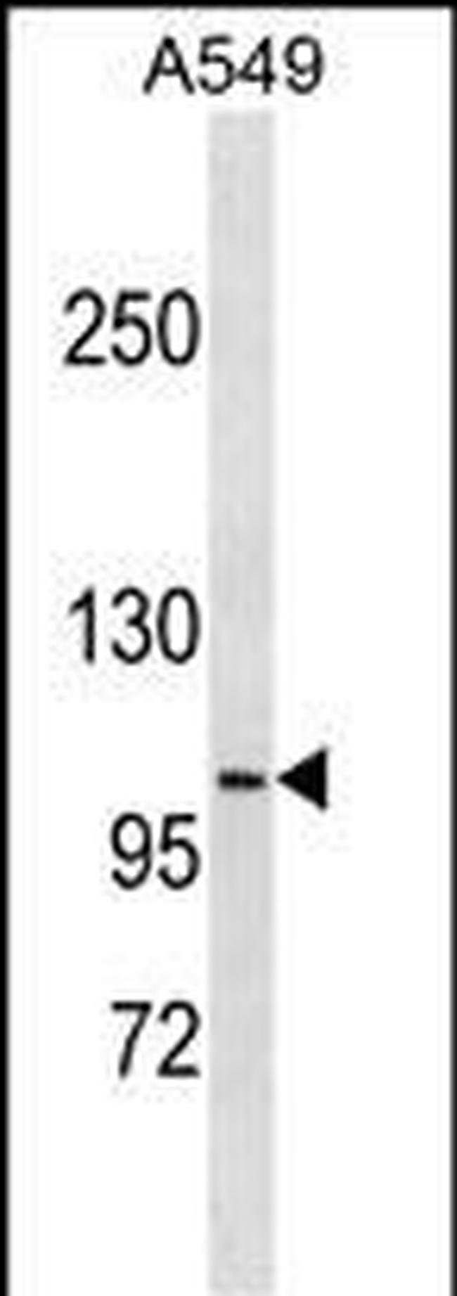 DISC1 Antibody in Western Blot (WB)