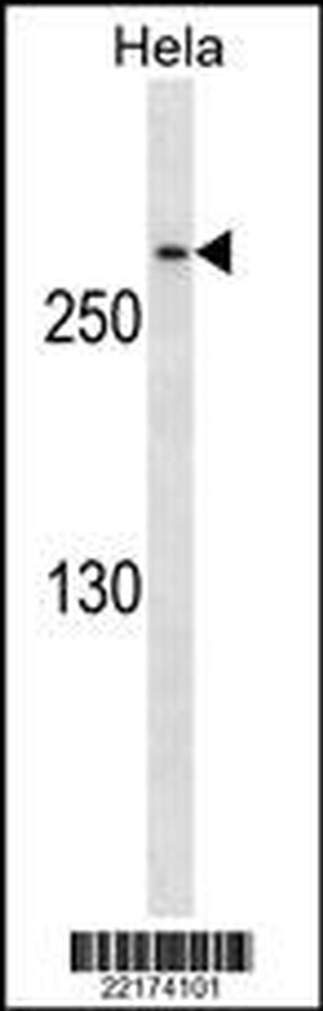 CDK5RAP2 Antibody in Western Blot (WB)