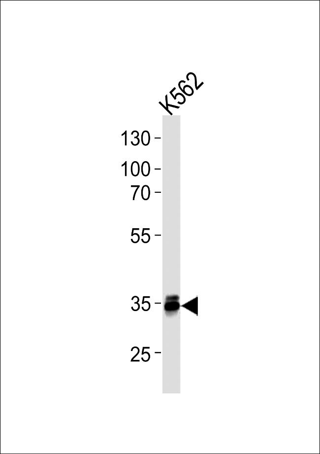 MBD3 Antibody in Western Blot (WB)