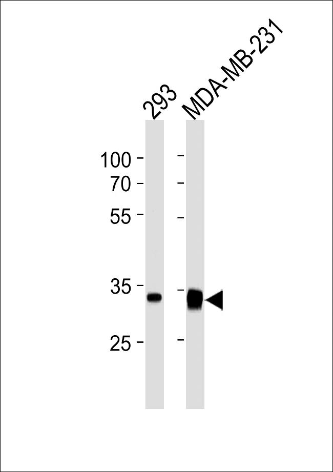 GOLPH3 Antibody in Western Blot (WB)