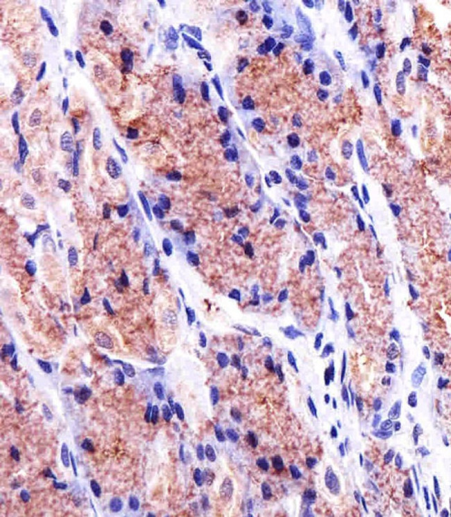 Prohibitin Antibody in Immunohistochemistry (Paraffin) (IHC (P))