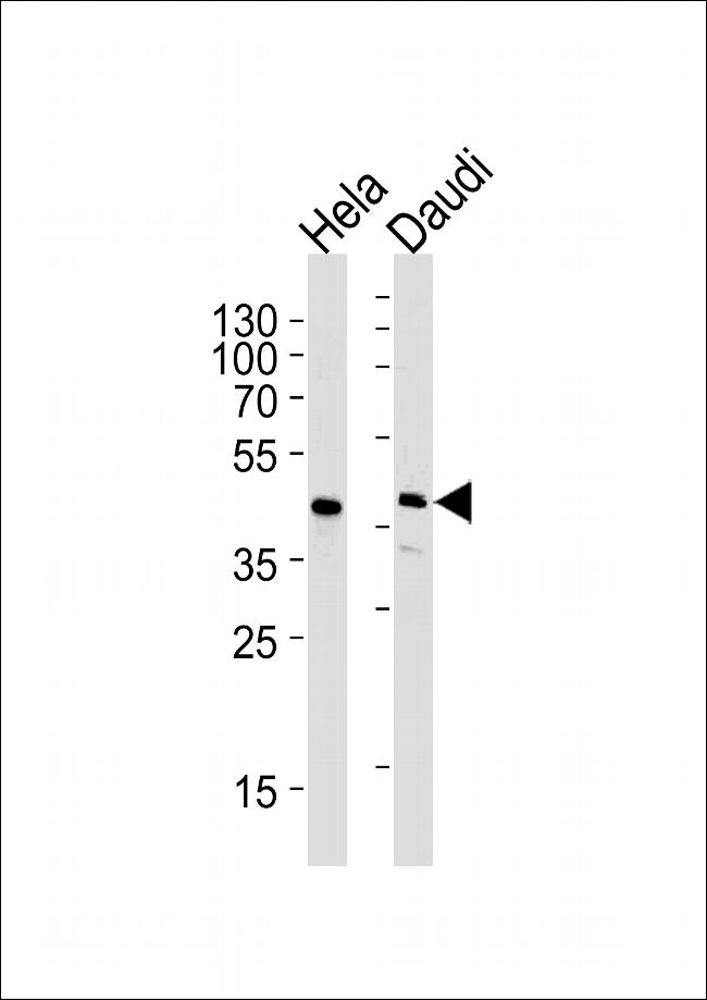 USF1 Antibody in Western Blot (WB)