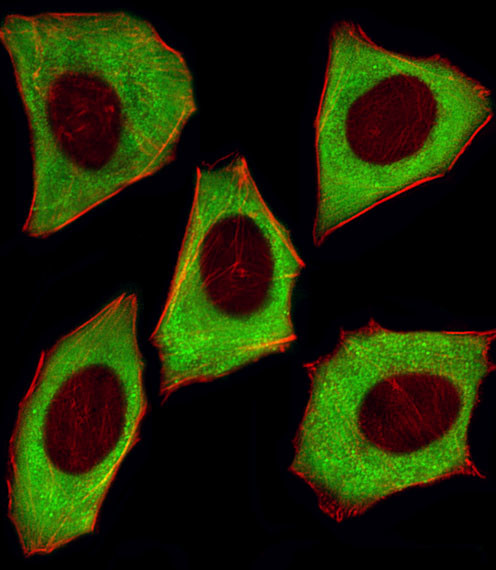 14-3-3 zeta Antibody in Immunocytochemistry (ICC/IF)