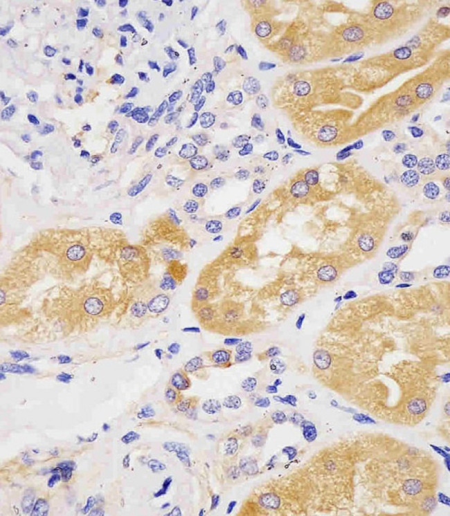 PAH Antibody in Immunohistochemistry (Paraffin) (IHC (P))